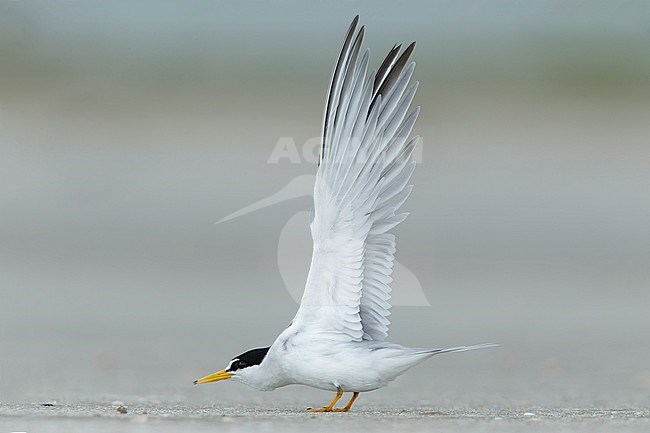 Adult Least Tern (Sternula antillarum) in summer plumage standing on the beach in Galveston County, Texas, USA. stock-image by Agami/Brian E Small,