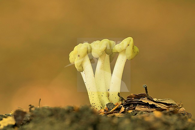 groene glibberzwam; leotia lubricea stock-image by Agami/Walter Soestbergen,