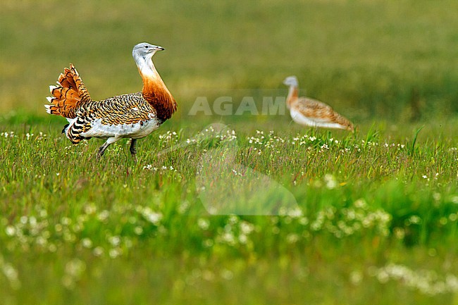 Baltsende Grote Trap; Great Bustard (Otis tarda) in courtship stock-image by Agami/Oscar Díez,