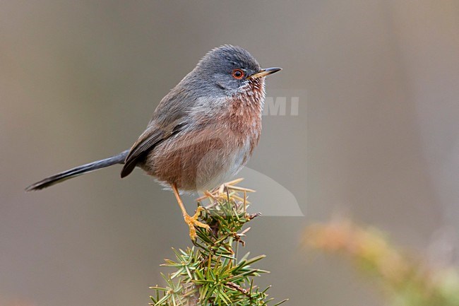 Provencaalse Grasmus; Dartford Warbler stock-image by Agami/Daniele Occhiato,