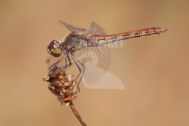 Imago Steenrode heidelibel; Adult Vagrant Darter stock-image by Agami/Fazal Sardar,