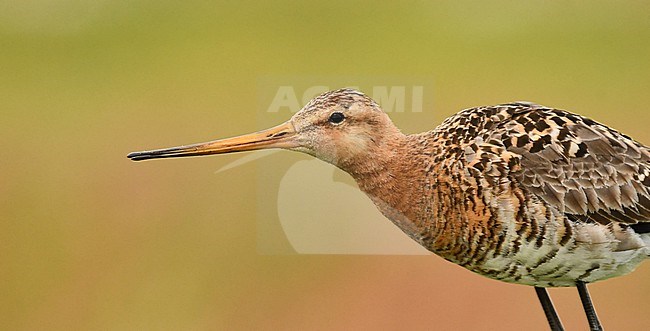 Limosa limosa, Black-tailed Godwit stock-image by Agami/Eduard Sangster,