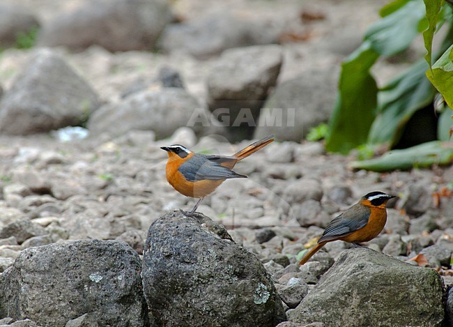 Witbrauwlawaaimaker,White-browed Robin-Chat, Cossypha heuglini stock-image by Agami/Roy de Haas,