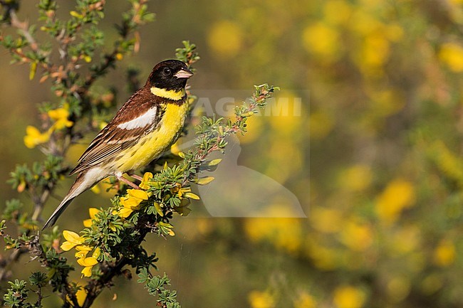 Adult male Yellow-breasted Bunting (Emberiza aureola aureola) in the Baikal in Russia. stock-image by Agami/Ralph Martin,