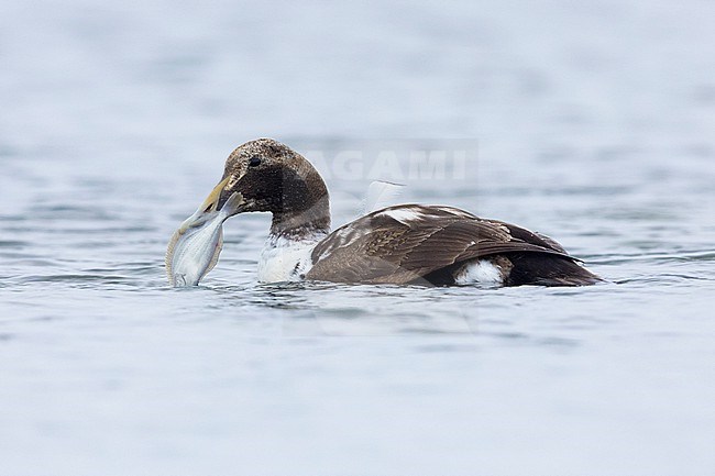 Common Eider (Somateria mollissima borealis), side view of an immature male feeding on a Sole, Southern Region, Iceland stock-image by Agami/Saverio Gatto,