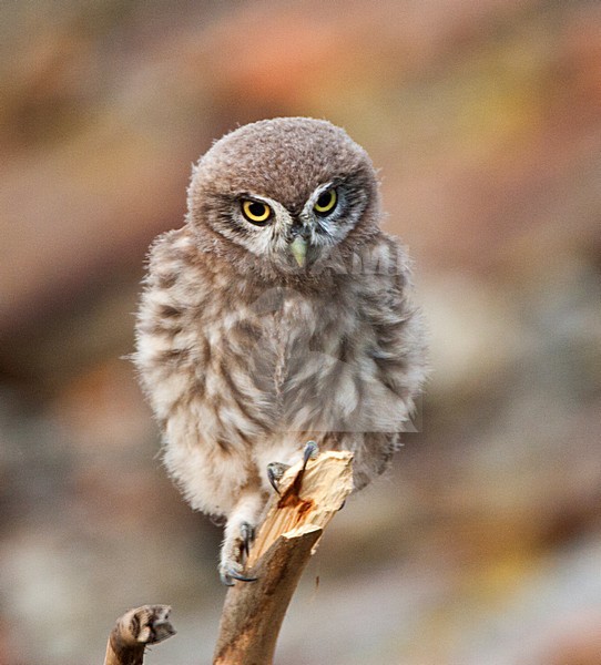 Steenuil zittend op tak Little Owl perched on branch stock-image by Agami/Marc Guyt,