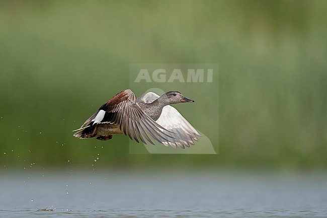  stock-image by Agami/Han Bouwmeester,