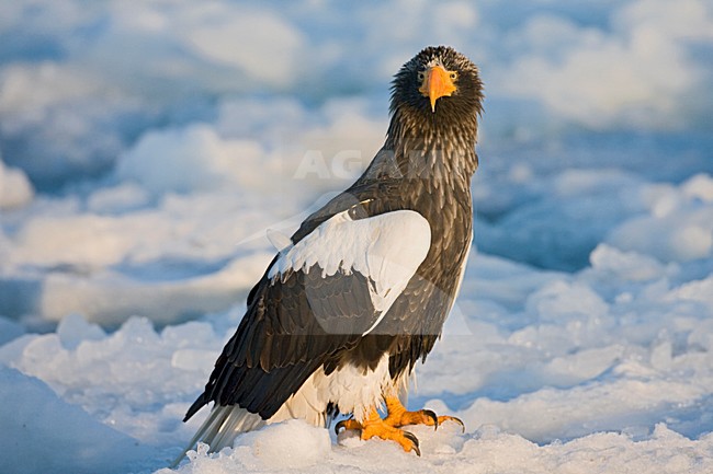 Steller-zeearend, Stellers Sea-eagle, Haliaeetus pelagicus stock-image by Agami/Marc Guyt,