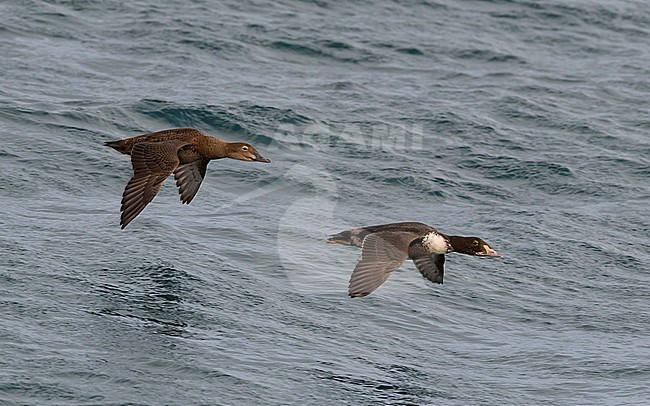 2cy male and female King Eider (Somateria spectabilis) in flight. Norway stock-image by Agami/Markku Rantala,