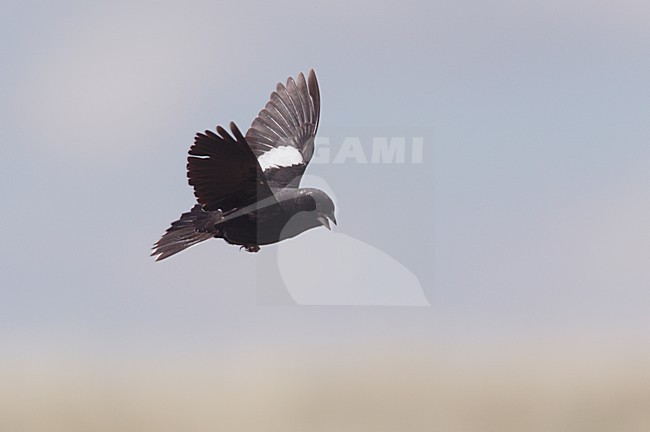 Dikbekgors in baltsvlucht; Lark Bunting in display flight stock-image by Agami/Mike Danzenbaker,