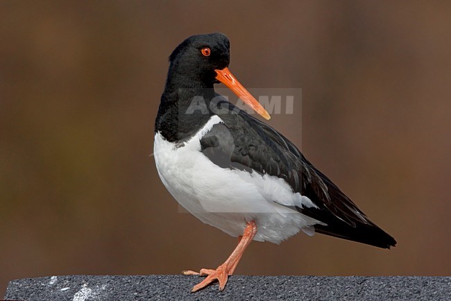 Scholekster in zit; Eurasian Oystercatcher perched stock-image by Agami/Daniele Occhiato,