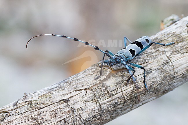 Rosalia alpina - Alpine longhorn beetle - Alpenbock, Germany (Bavaria), imago stock-image by Agami/Ralph Martin,
