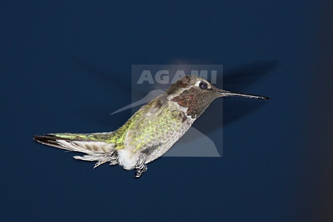 Annakolibrie in de vlucht; Anna\'s Hummingbird in flight stock-image by Agami/Martijn Verdoes,