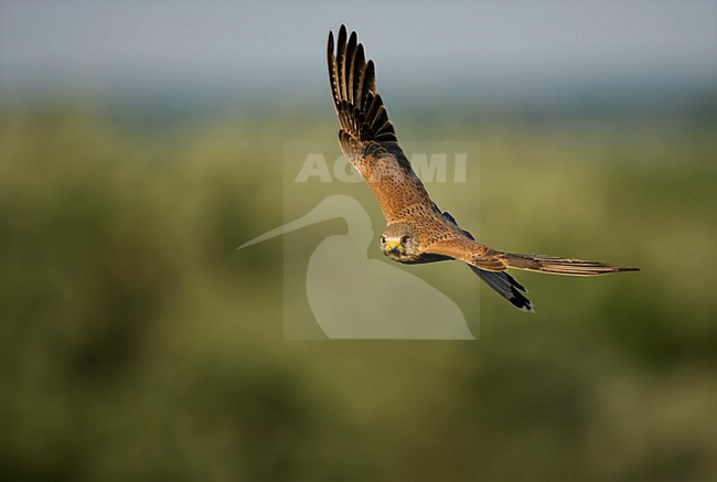 Mannetje Torenvalk in de vlucht; Male Common Kestrel in flight stock-image by Agami/Marc Guyt,