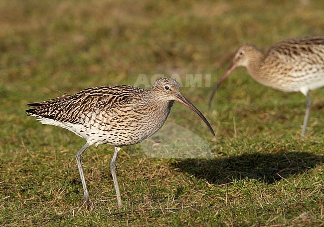 First winter Eurasian Curlew (Numenius arquata) with juvenile tertials, that shows deeply cut notches. Walking on a meadow on Texel. stock-image by Agami/Edwin Winkel,