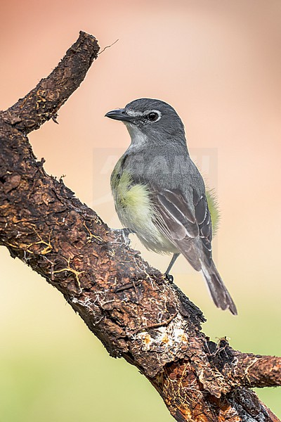 Adult
Boulder Co., CO
June 2023 stock-image by Agami/Brian E Small,