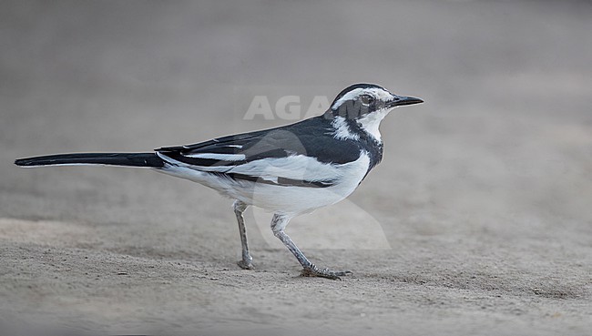 Adult African pied wagtail (Motacilla aguimp vidua) in Uganda. stock-image by Agami/Ian Davies,