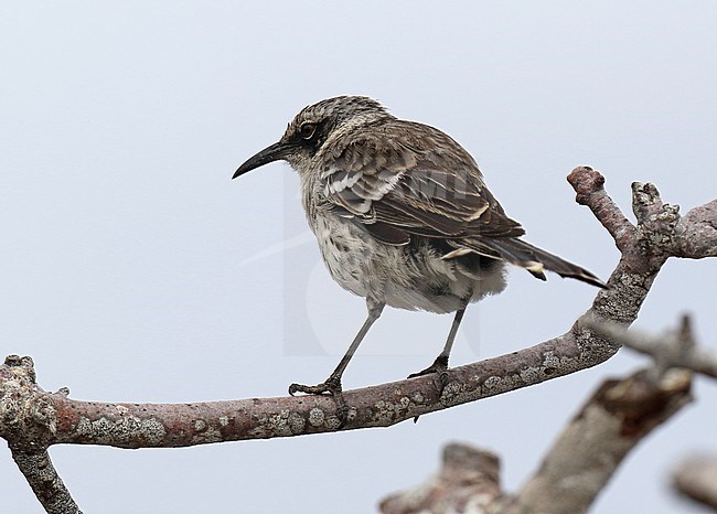 Galapagos Mockingbird (Mimus parvulus) on the Galapagos islands, Ecuador. Perched in a low tree. stock-image by Agami/Dani Lopez-Velasco,