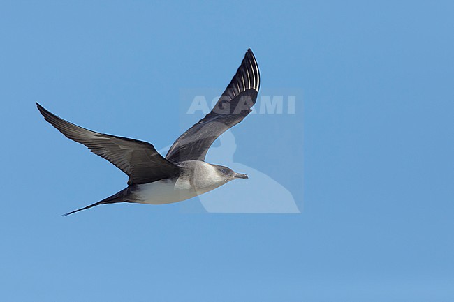 Adult
Churchill, Manitoba, Canada
June 2017 stock-image by Agami/Brian E Small,