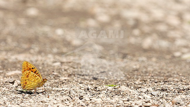 Mineralen likkende Bosrandparelmoervlinder / Mud-puddling High Brown Fritillary (Argynnis adippe) stock-image by Agami/Wil Leurs,