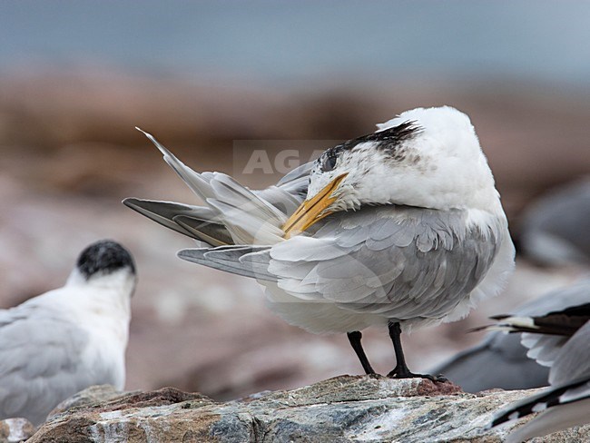 Poetsende Grote Kuifstern, Preening Swift Tern stock-image by Agami/Wil Leurs,