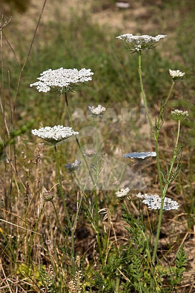Wilde Peen; Wild Carrot stock-image by Agami/Arnold Meijer,