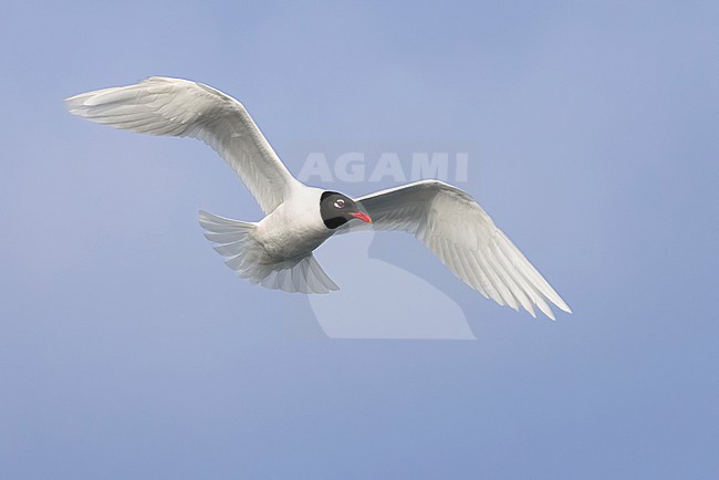 Adult breeding Mediterranean Gull, Ichthyaetus melanocephalus, in Italy. stock-image by Agami/Daniele Occhiato,