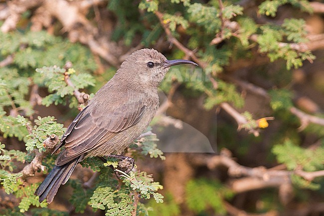 Shining Sunbird (Cinnyris habessinica), Female perched on a branch, Ayn Hamran, Dhofar, Oman stock-image by Agami/Saverio Gatto,