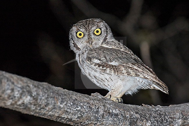 Western Screech-Owl, Megascops kennicottii, in Mexico. stock-image by Agami/Pete Morris,