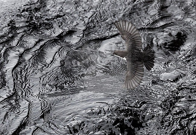 Wintering Black-bellied White-throated Dipper (Cinclus cinclus cinclus) in a fast flowing river at Kuusamo in arctic Finland. stock-image by Agami/Markus Varesvuo,