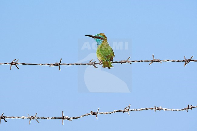 Arabian Green Bee-eater (Merops cyanophrys) perched on a barbed-wire fence, room for text, Israel stock-image by Agami/Tomas Grim,