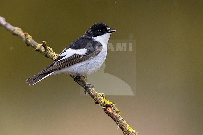 Adult male European Pied Flycatcher, Ficedula hypoleuca, in Italy. Perched on a twig. stock-image by Agami/Daniele Occhiato,