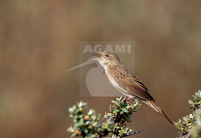 Common Grasshopper Warbler (Locustella naevia) in the dunes of Katwijk, Netherlands. stock-image by Agami/Marc Guyt,