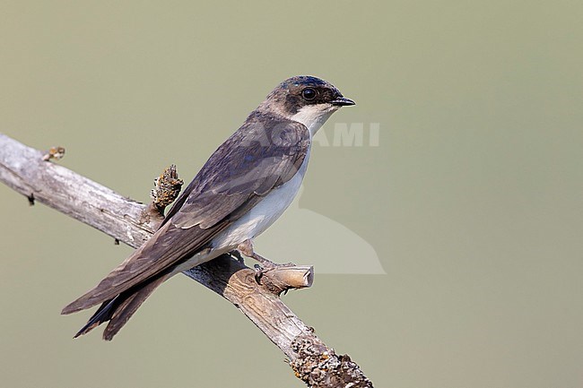 Adult female
Kamloops, British Columbia
June 2015 stock-image by Agami/Brian E Small,