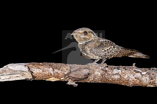 Adult Chuck-will's-widow, Antrostomus carolinensis
Miami-Dade Co., FL stock-image by Agami/Brian E Small,