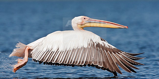 Roze Pelikaan, Great White Pelican, Pelecanus onocrotalus stock-image by Agami/Marc Guyt,