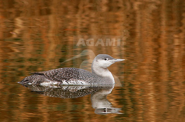 Eerste winter Roodkeelduiker, First winter Red-throated Loon stock-image by Agami/Karel Mauer,
