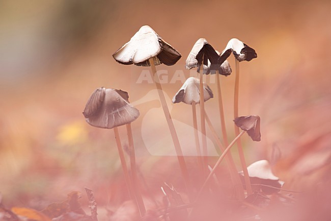  stock-image by Agami/Rob de Jong,