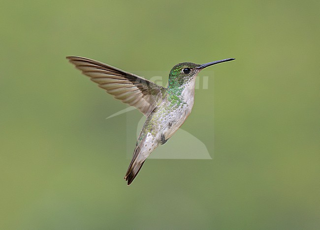 White-bellied Hummingbird (Elliotomyia chionogaster chionogaster) in flight, hovering, with plain background stock-image by Agami/Andy & Gill Swash ,