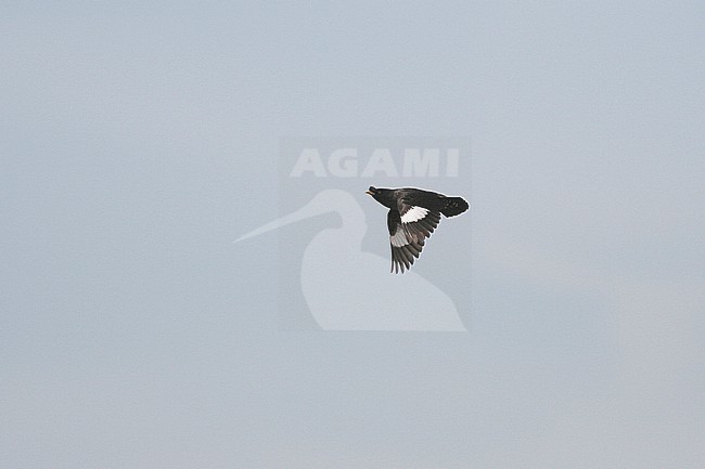 Crested Myna (Acridotheres cristatellus) in flight near Oeira, Cascais, Lisbon. stock-image by Agami/David Monticelli,