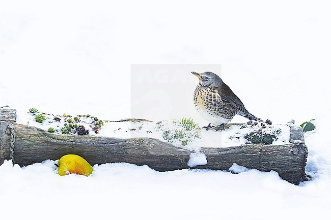 Filedfare (Turdus pilaris) feeding on apples in the snow in an urban backyard in the Netherlands during a cold period in winter. stock-image by Agami/Arnold Meijer,