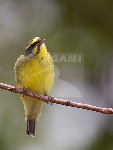 Yellow-fronted Canary, Crithagra mozambica mozambica, in the Gambia. stock-image by Agami/Han Bouwmeester,