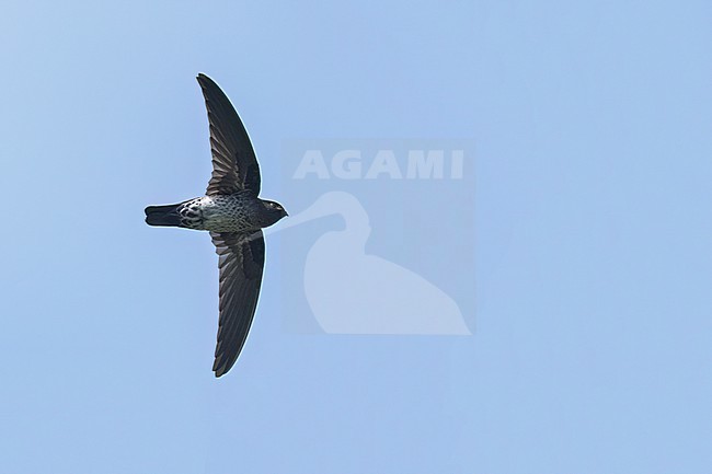 Ridgetop Swiftlet (Collocalia isonota) in flight in the Philippines stock-image by Agami/Dubi Shapiro,