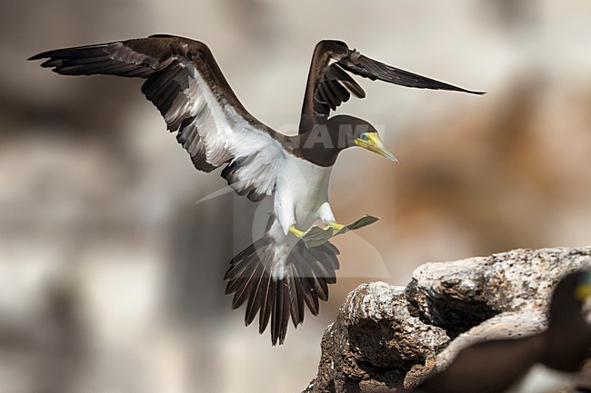 Bruine Gent in vlucht, Brown Booby in flight stock-image by Agami/Daniele Occhiato,