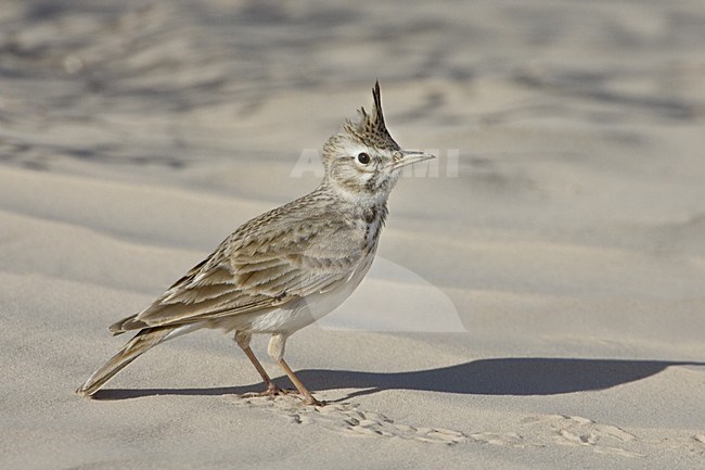 Crested Lark; Kuifleeuwerik stock-image by Agami/Daniele Occhiato,