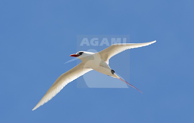 Red-tailed Tropicbird in flight stock-image by Agami/Laurens Steijn,