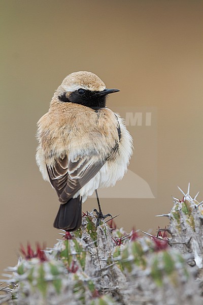Desert Wheatear - Wüstensteinschmätzer - Oenanthe deserti ssp. homochroa, Morocco, adult male stock-image by Agami/Ralph Martin,