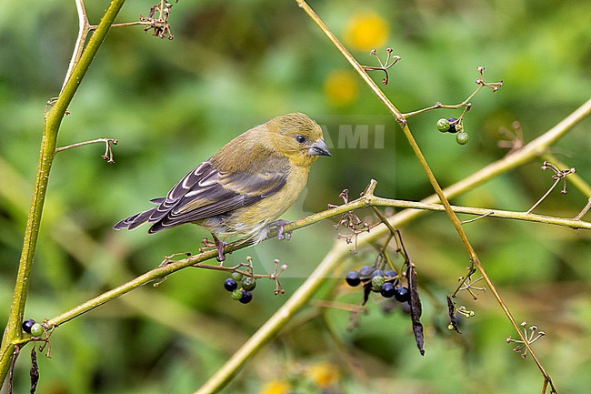 Immature Lesser Goldfinch (Spinus psaltria colombianus). stock-image by Agami/David Monticelli,