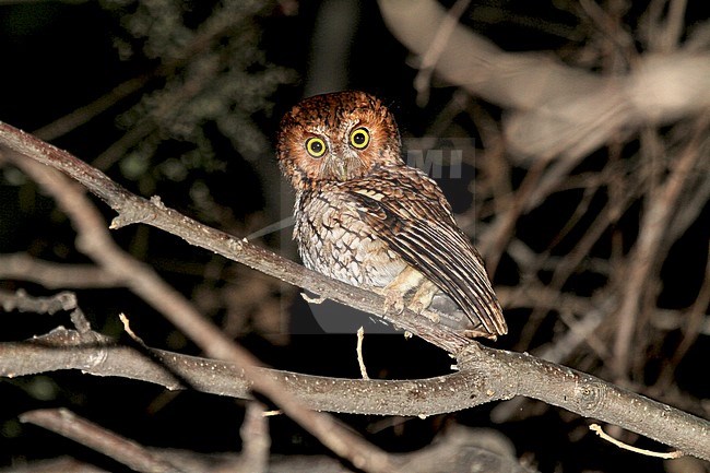 Whiskered Screech-Owl (Megascops trichopsi) stock-image by Agami/Pete Morris,