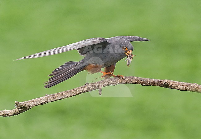 Adult male Red-footed Falcon (Falco vespertinus) stock-image by Agami/Alain Ghignone,